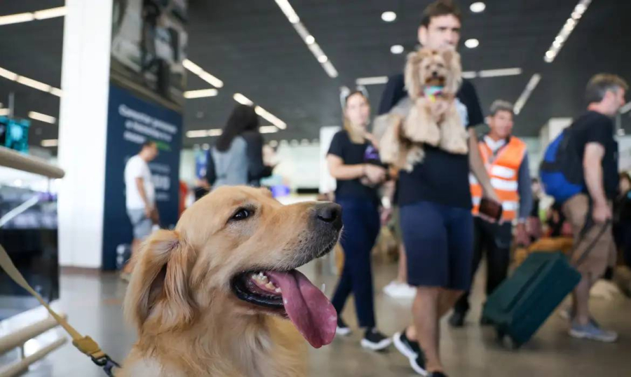 Entidade aciona STF por omissão da Anac sobre cães de apoio emocional